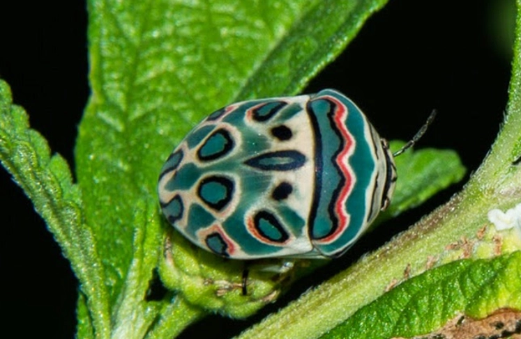 Sphaerocoris annulus
