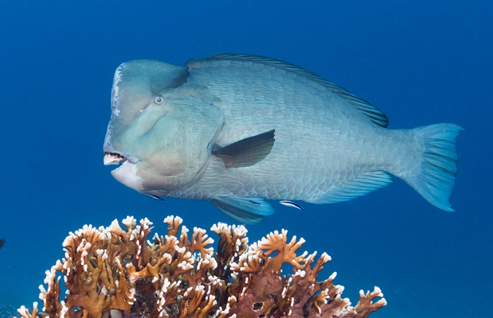 Parrotfish beak function