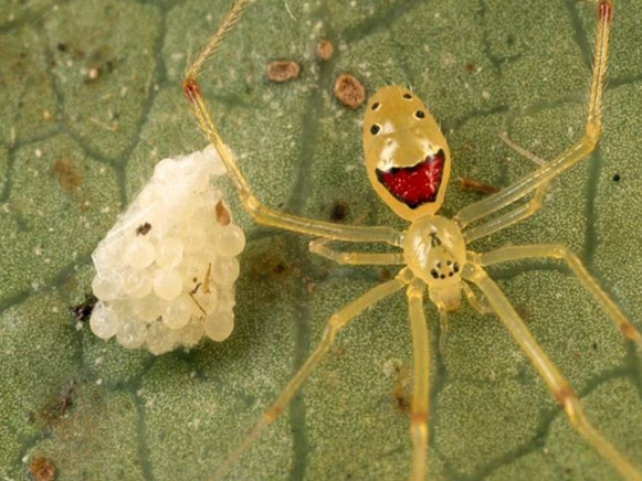 how many happy face spiders are left