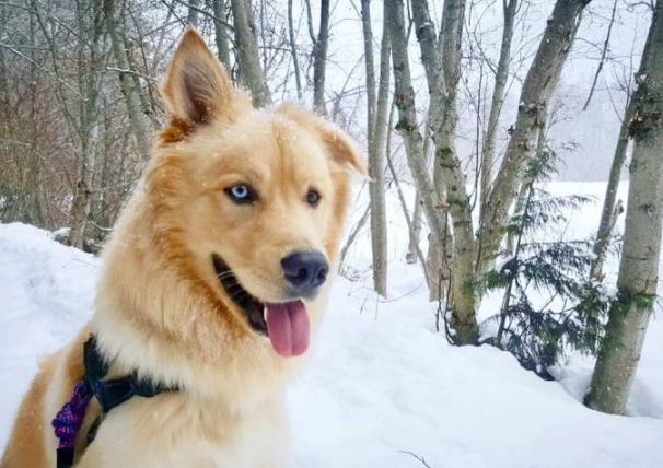 Are golden Huskies rare?