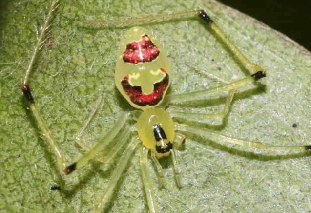 happy face spider population