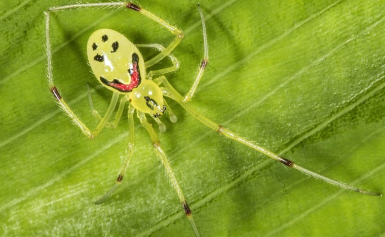 smiley face spider bite