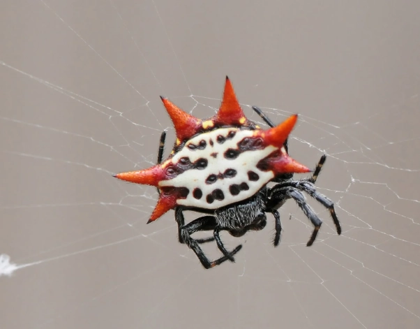 theridion grallator venom