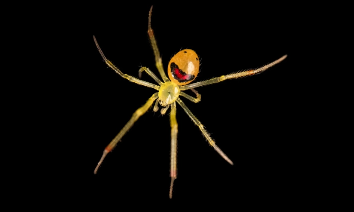 how many happy face spiders are left