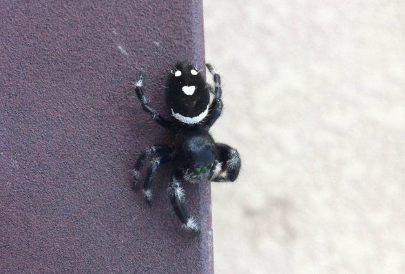 spider smiley face meme