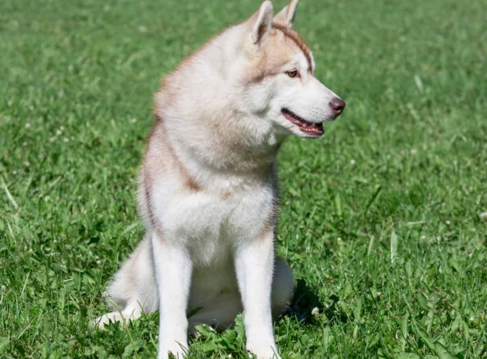 Siberian Husky coat colors Siberian Husky coat colors