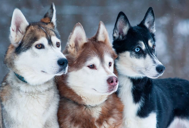 golden Husky golden Husky
