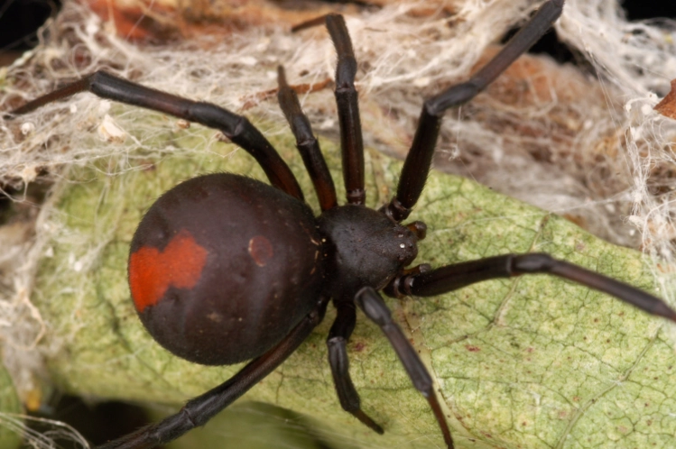 theridion grallator venom