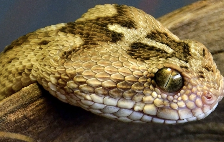 What is the deadliest type of viper?