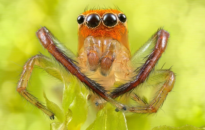 Theridion grallator