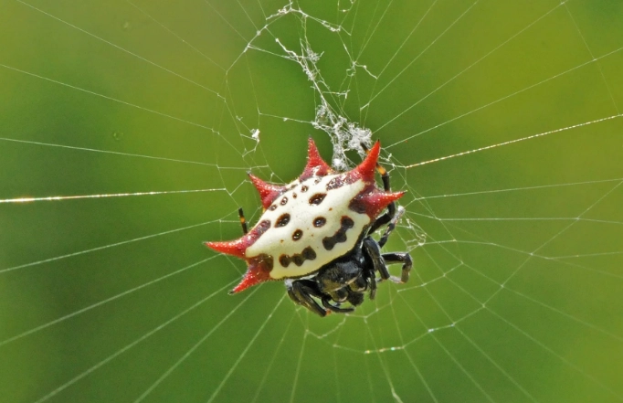 Hawaiian happy face spider
