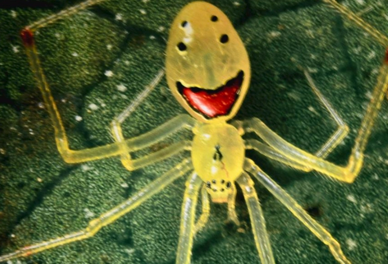 spider smiley face meme
