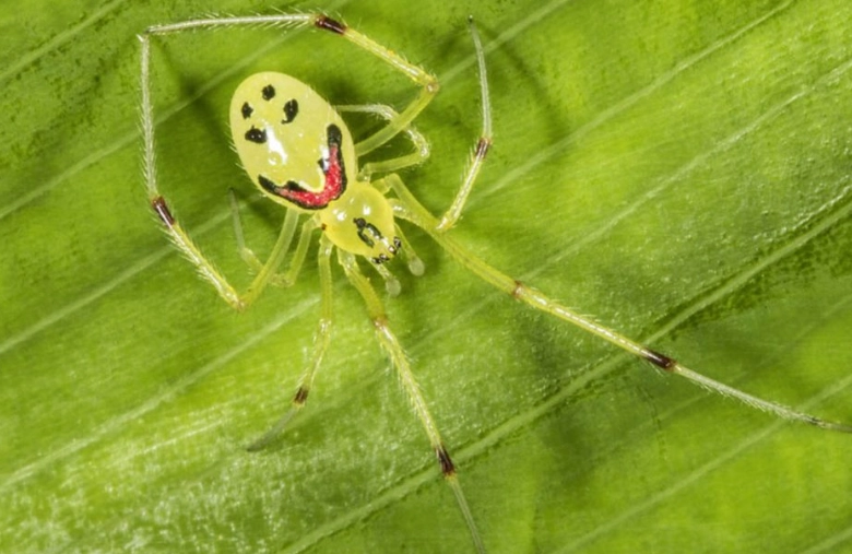 happy face spider endangered