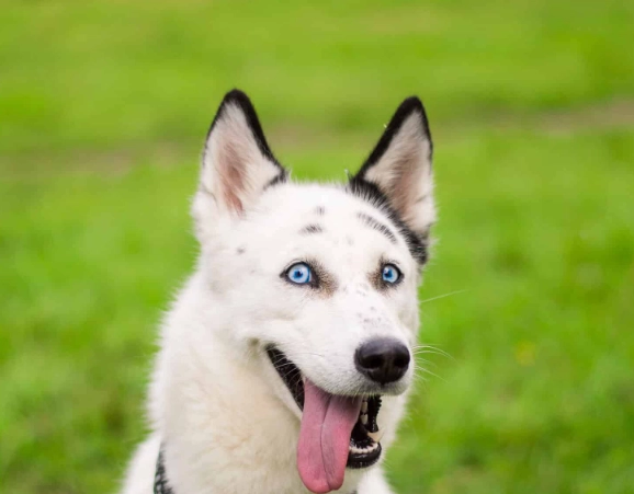 rare Husky colors rare Husky colors