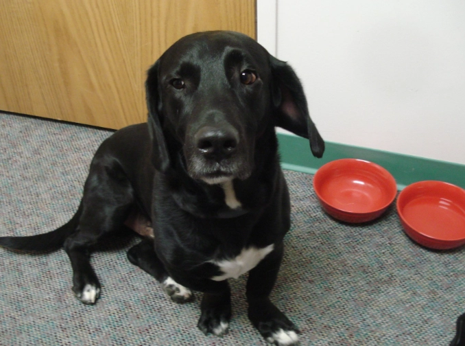 Basset Hound Lab Mix (Bassador): Complete Owner's Guide & Facts