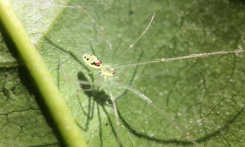 Theridion grallator