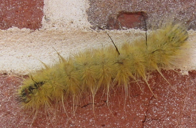 dagger moth caterpillar rash