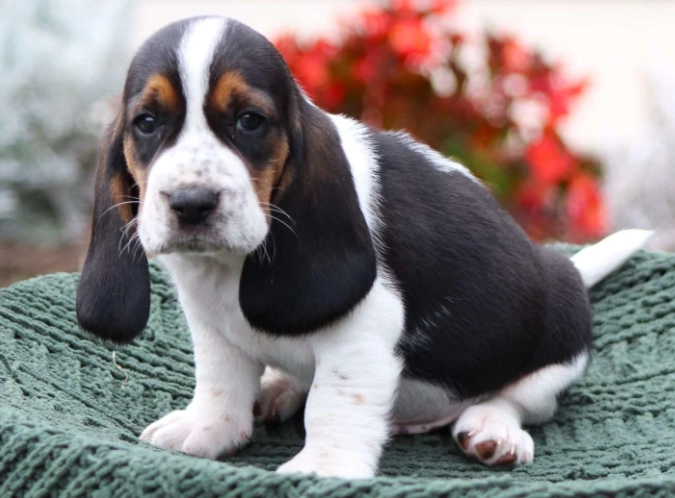 Basset hound mix puppies