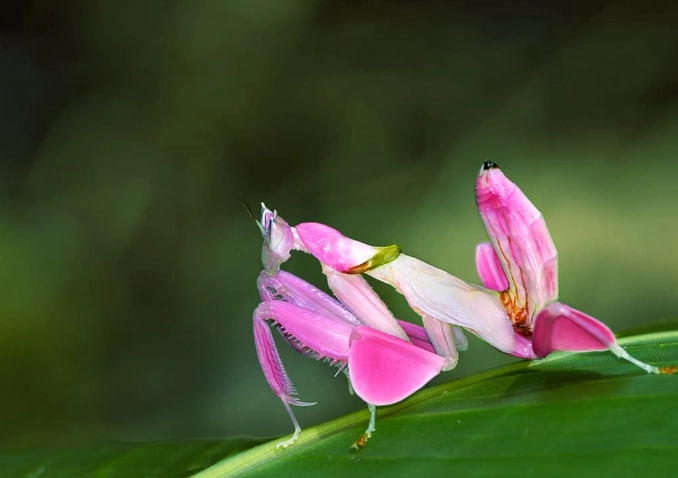 Hymenopus coronatus lifespan