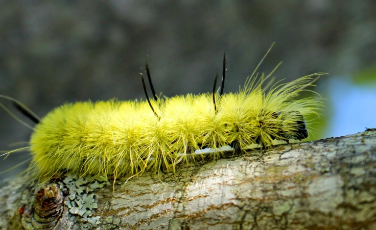 American dagger moth caterpillar touch