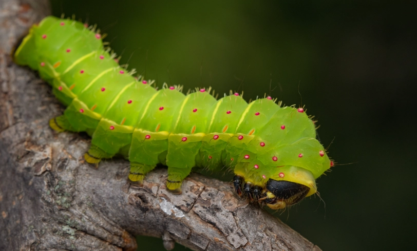 are luna moth caterpillars poisonous