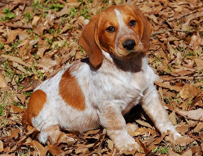 Basset hound mix puppies