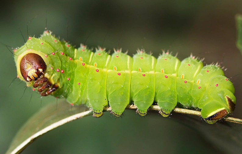 touch luna moth caterpillar rash