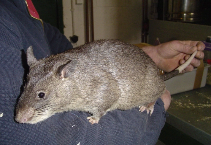 biggest rat species