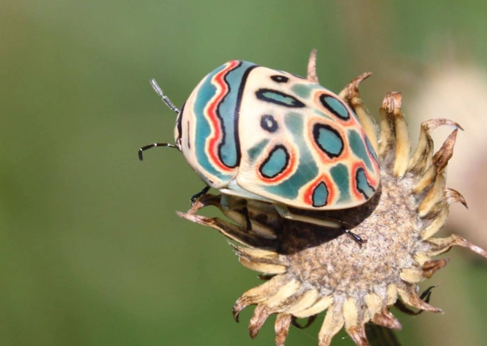 Picasso bug AI art Picasso bug AI art