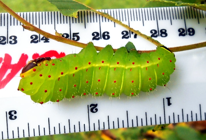 luna moth caterpillar safety
