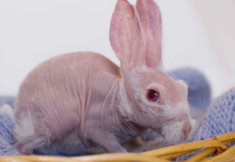 naked rabbit
