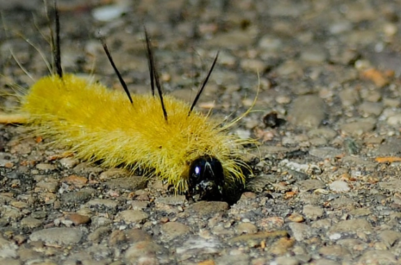 is the american dagger moth caterpillar poisonous