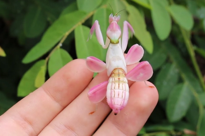 Orchid mantis care lifespan