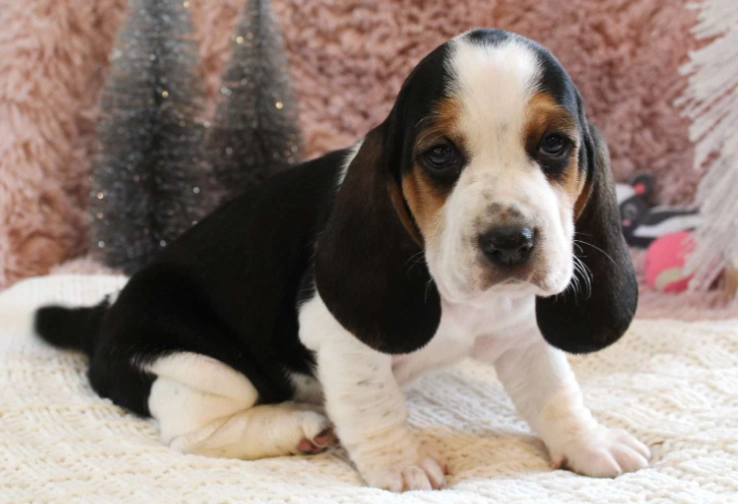 Basset crossbreed puppies