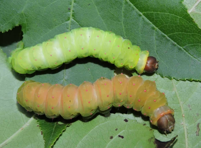 Is it safe to touch a luna moth caterpillar?