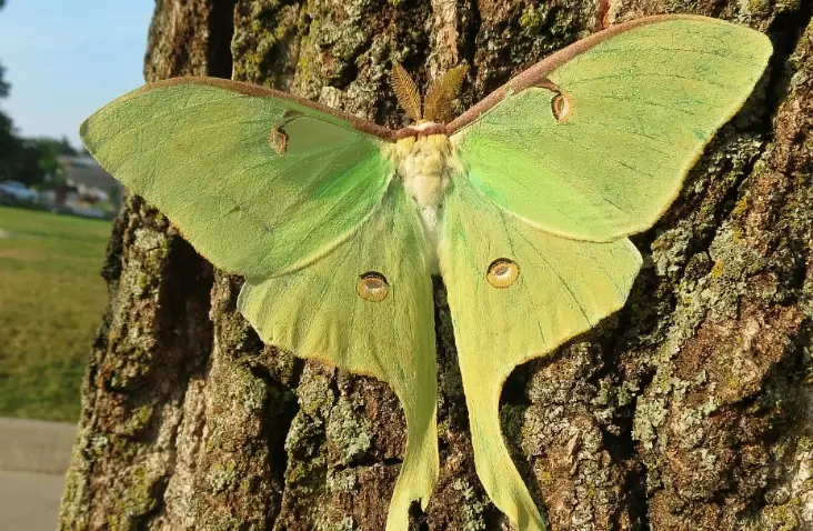 touch luna moth caterpillar rash