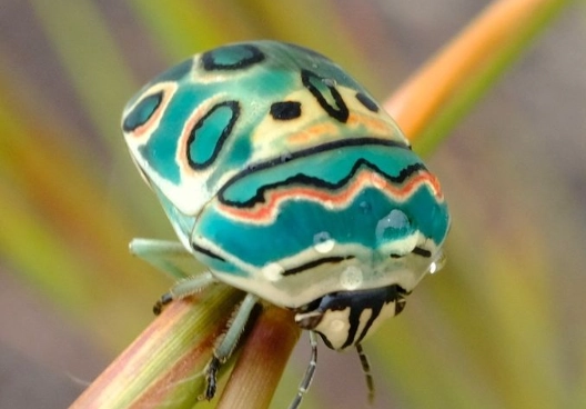 Picasso bug AI art Picasso bug AI art