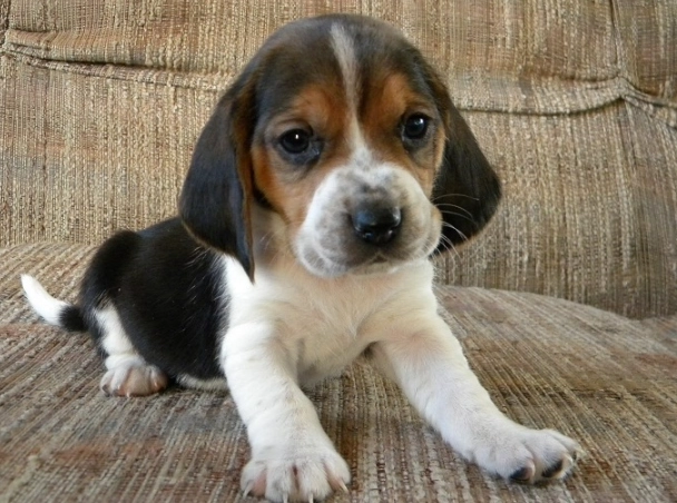 Basset crossbreed puppies