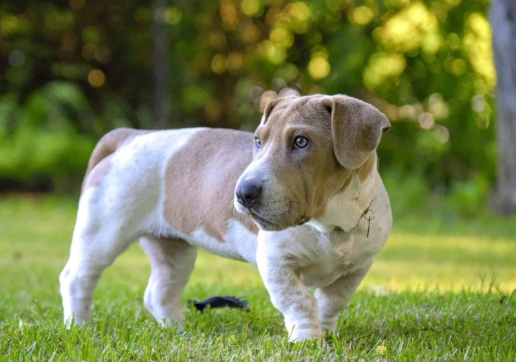 Basset mixed breeds puppies