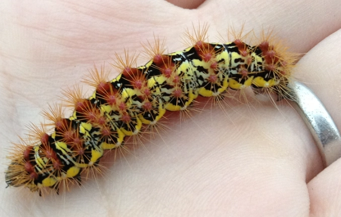 American dagger moth caterpillar touch