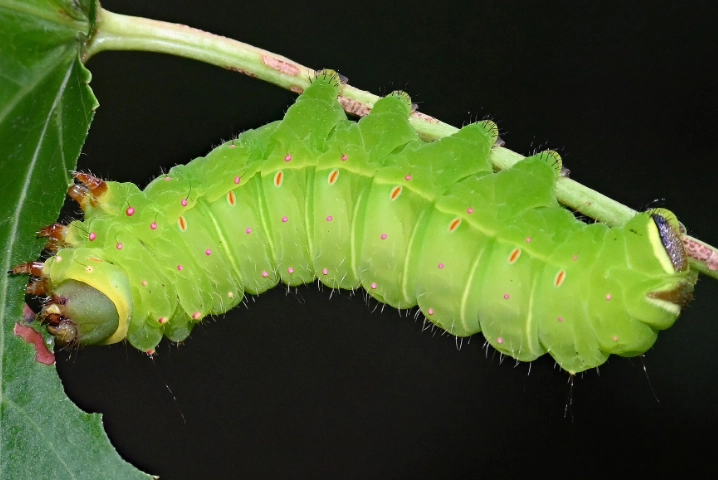 touch luna moth caterpillar rash