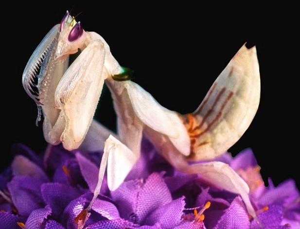 Orchid mantis care lifespan
