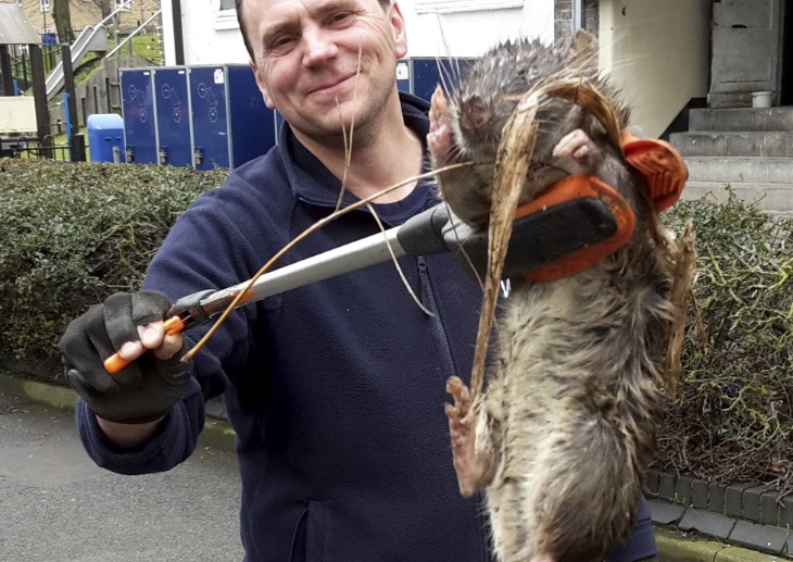 largest rat in the world