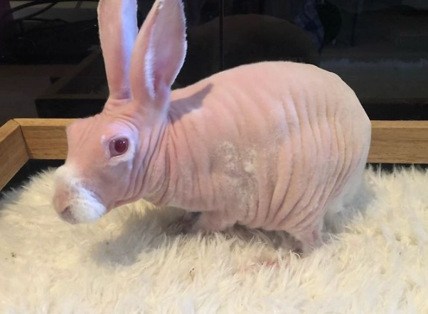Is there a hairless bunny?