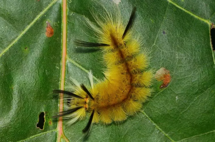 is the american dagger moth caterpillar poisonous