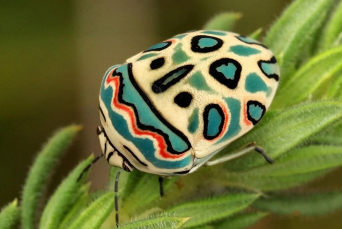 Picasso bug AI art Picasso bug AI art