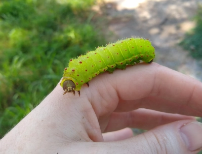 are luna moth caterpillars poisonous