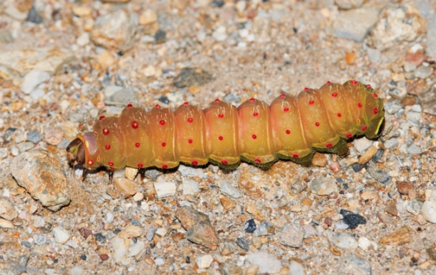 are luna moth caterpillars poisonous