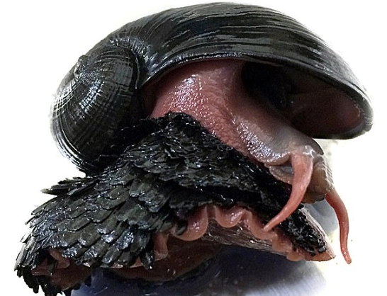 deep sea snail endangered
