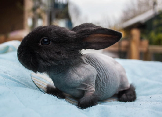 Rex rabbit hairless gene